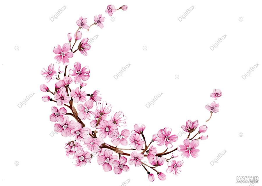 عکس شکوفه تصویر زمینه