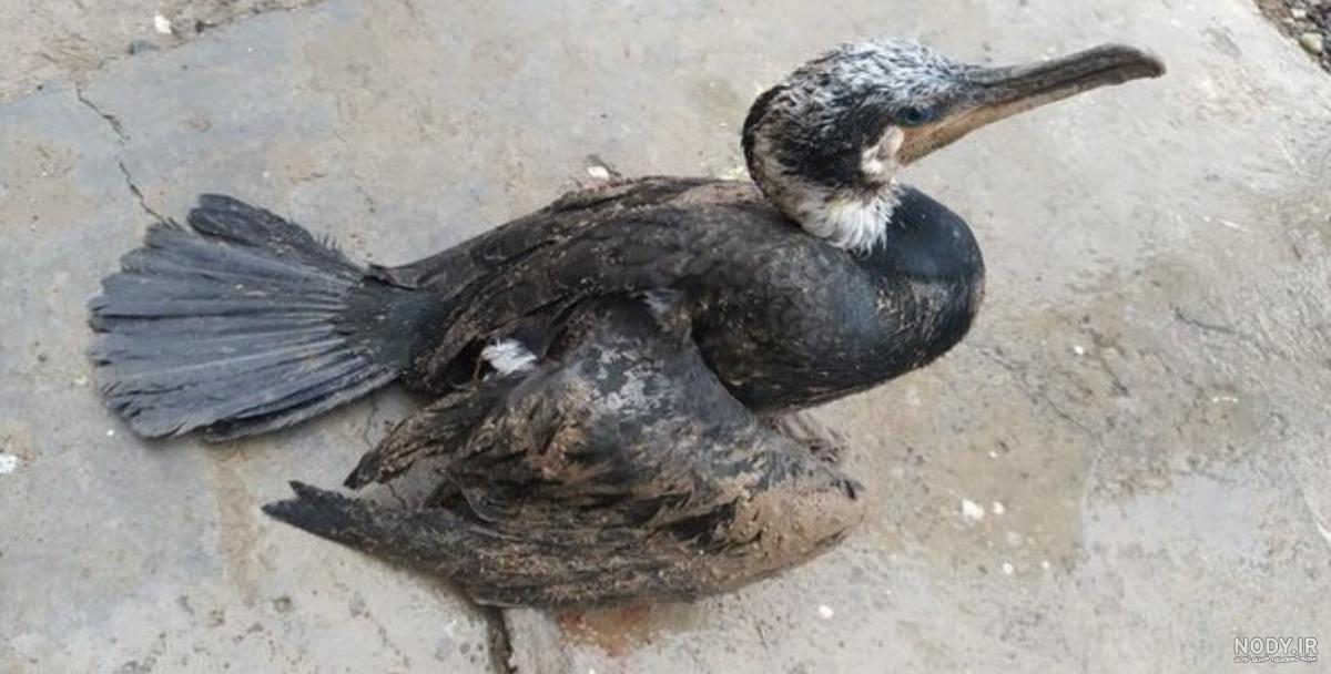 عکس غاز ترسناک
