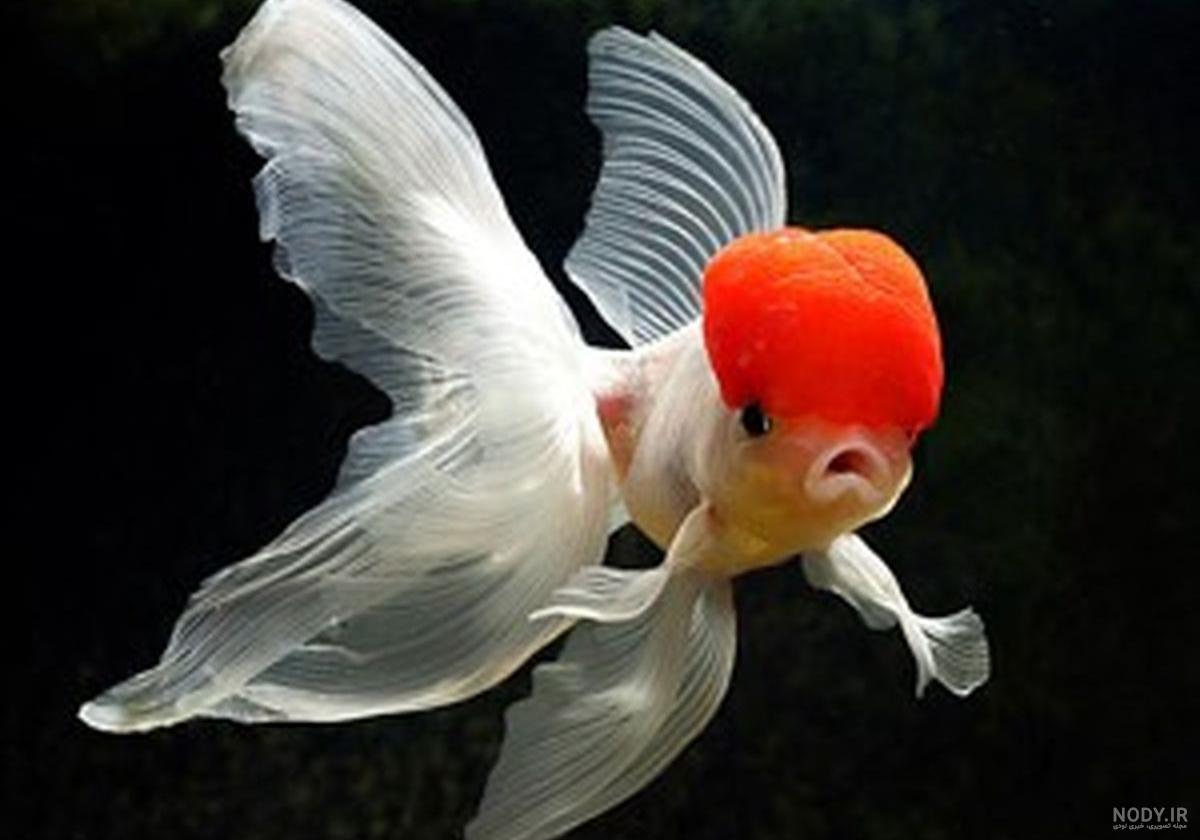 عکس ماهی🐟دانلود 20 عکس ماهی زیبا با کیفیت بالا