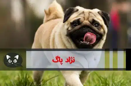 مشخصات کامل، قیمت و خرید نژاد سگ پاگ (Pug) | پت راید مشخصات کامل، قیمت و خرید نژاد سگ پاگ (Pug) | پت راید