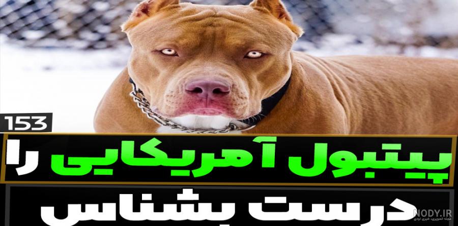 معرفی نژاد سگ آمریکن پیت بول تریر معرفی نژاد سگ آمریکن پیت بول تریر