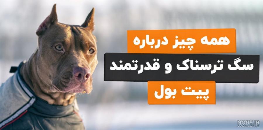 معرفی کامل سگ پیتبول تریر آمریکایی معرفی کامل سگ پیتبول تریر آمریکایی