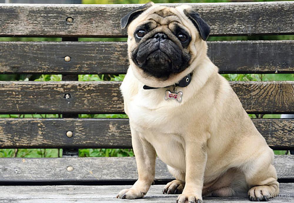 نژاد سگ پاگ صورت چروک و دلقک رو چقدر میشناسی؟ 🤡🐶 نژاد سگ پاگ صورت چروک و دلقک رو چقدر میشناسی؟ 🤡🐶