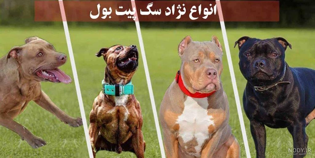 نگهداری این سگ جرم است +عکس نگهداری این سگ جرم است +عکس