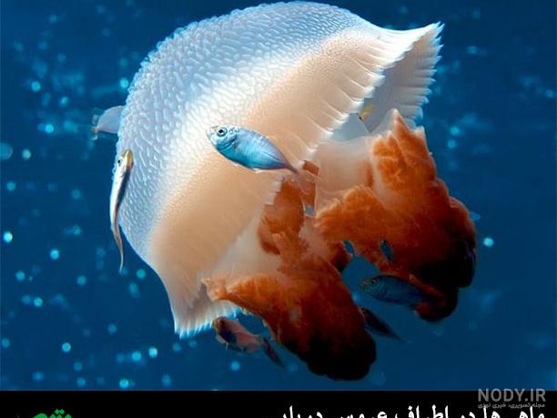 وکتور ماهی و دریا