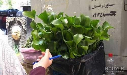 تصاویر| شیطان بنفش تصاویر| شیطان بنفش