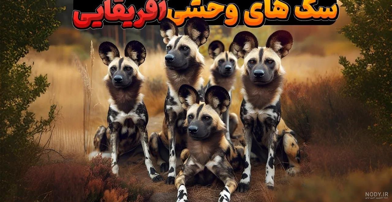 تعبیر خواب سگ وحشی بزرگ و کوچک + حمله کردن و گاز گرفتن تعبیر خواب سگ وحشی بزرگ و کوچک + حمله کردن و گاز گرفتن