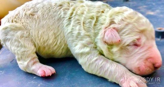 توله سگ (پاپی) - فروشگاه هاپ هاپ پت | فروش سگ گربه | حیوانات خانگی | سگ  آپارتمانی | سگ نگهبان | گربه خانگی شمال تهران | سگ مولد | توله پاپی