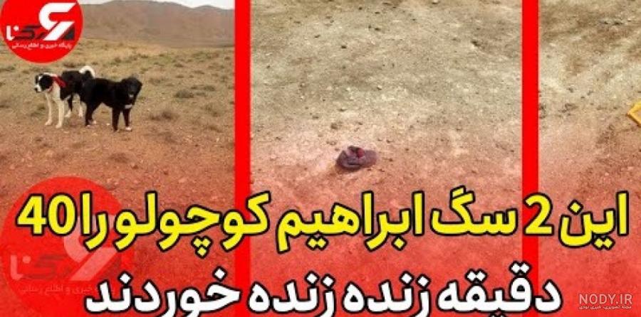 سگ های وحشی افریقایی سگ های وحشی افریقایی