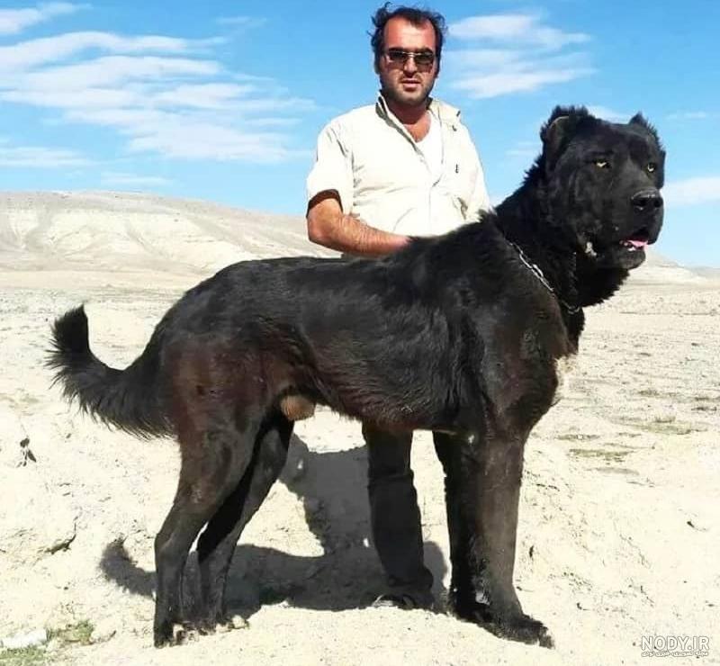 سگهای سرابی | شهریور ۱۳۹۱ سگهای سرابی | شهریور ۱۳۹۱