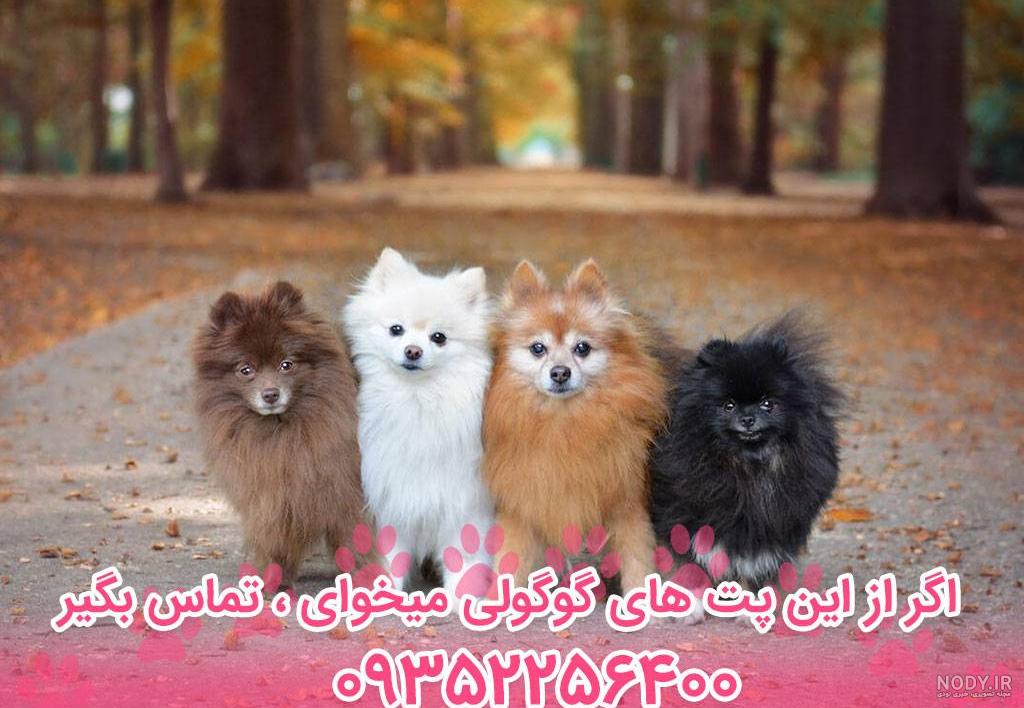 عکس سگ توله وحشی