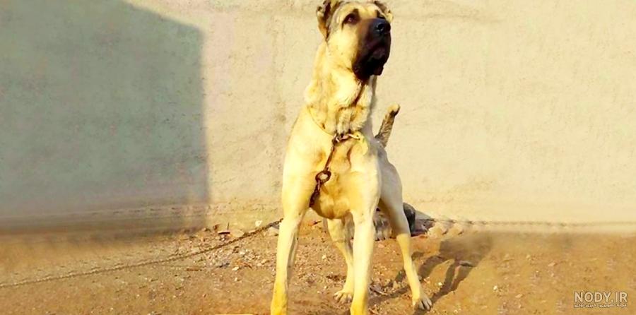عکس سگ سرابی بزرگ عکس سگ سرابی بزرگ