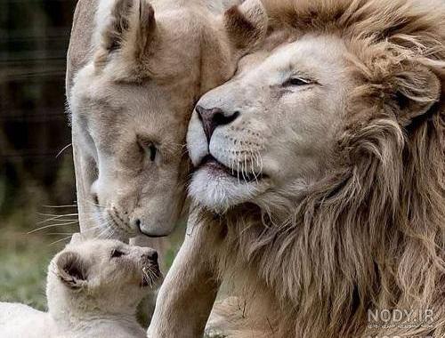 عکس شیر🦁دانلود 21 عکس شیر جنگل با کیفیت بالا عکس شیر🦁دانلود 21 عکس شیر جنگل با کیفیت بالا