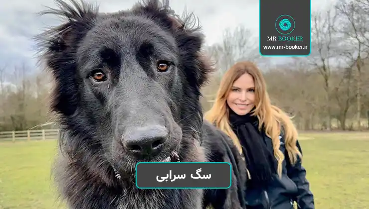 فروش سرابی اصیل و بزرگ - سگ سرابی نگهبان فروش سرابی اصیل و بزرگ - سگ سرابی نگهبان