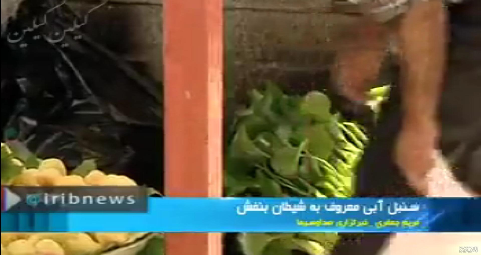 فروش یک گیاه سرطان‌زا در تهران + عکس