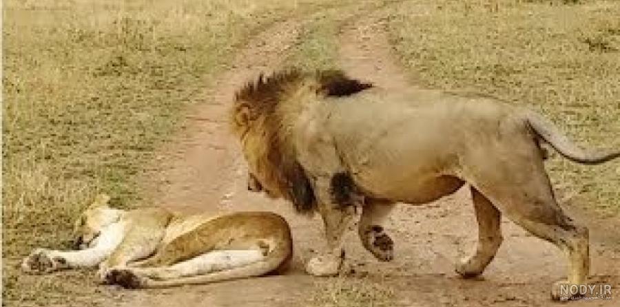 فکتی جالب از رابطه شیر نر و ماده | طرفداری فکتی جالب از رابطه شیر نر و ماده | طرفداری
