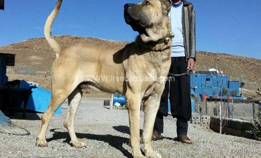 مشخصات کامل، قیمت و خرید نژاد سگ سرابی (Persian mastiff) | پت راید مشخصات کامل، قیمت و خرید نژاد سگ سرابی (Persian mastiff) | پت راید