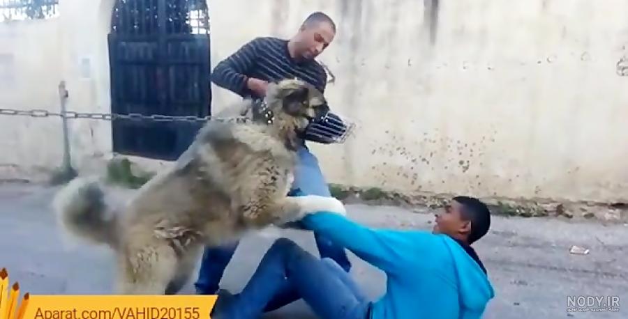 معرفی 25 نژاد سگ وحشی و خطرناک در جهان، به همراه عکس و توضیحات معرفی 25 نژاد سگ وحشی و خطرناک در جهان، به همراه عکس و توضیحات