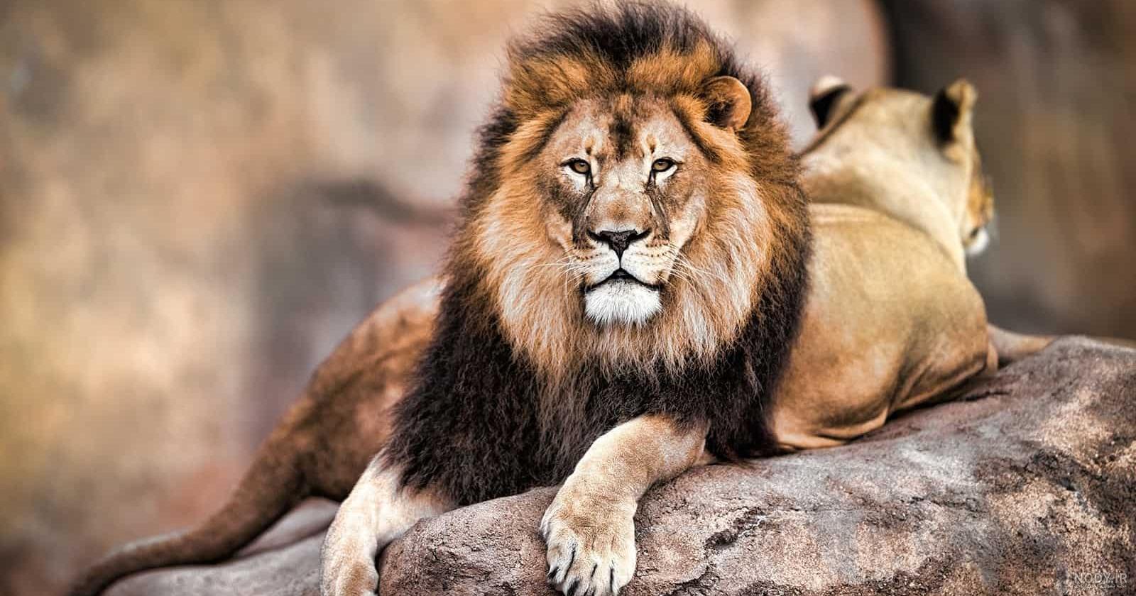 والپیپر دیدنی از چهره شیر نر و ماده برای آیفون و اندروید والپیپر دیدنی از چهره شیر نر و ماده برای آیفون و اندروید