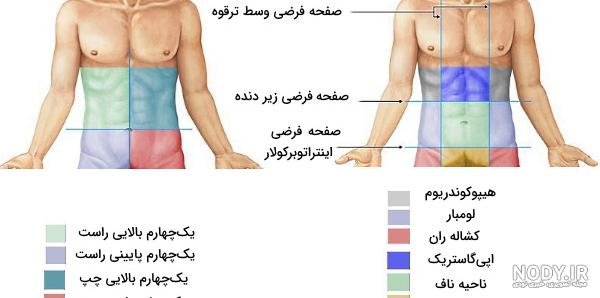 عکس اعضای بدن مرد با اسم