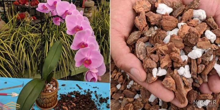 از بین بردن آفات خاک گلدان و شناخت انواع آفت های مضر خاک برای گیاهان از بین بردن آفات خاک گلدان و شناخت انواع آفت های مضر خاک برای گیاهان