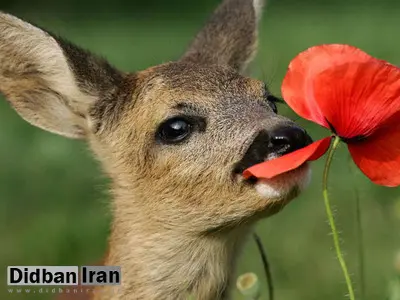جدیدترین عکس های آهو گوزن