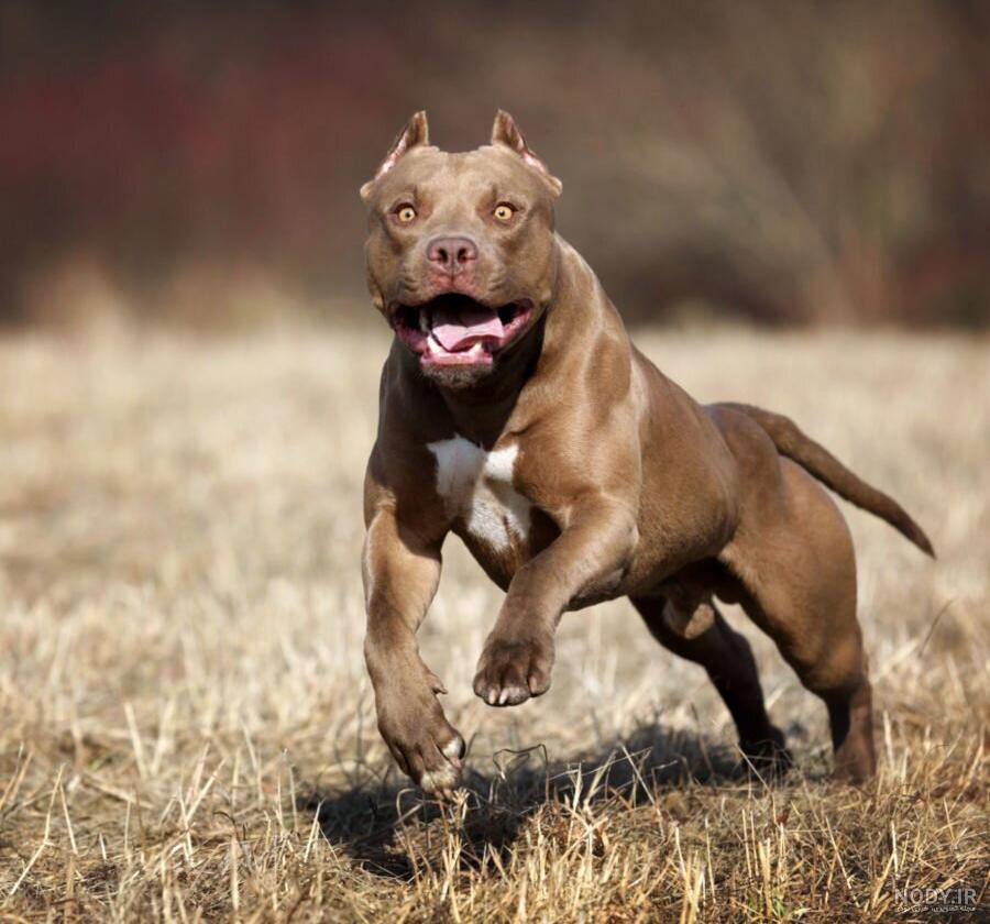 جنگ سگ سرابی با سگ پیت بول 🔥 Sarabi vs Pitbull جنگ سگ سرابی با سگ پیت بول 🔥 Sarabi vs Pitbull