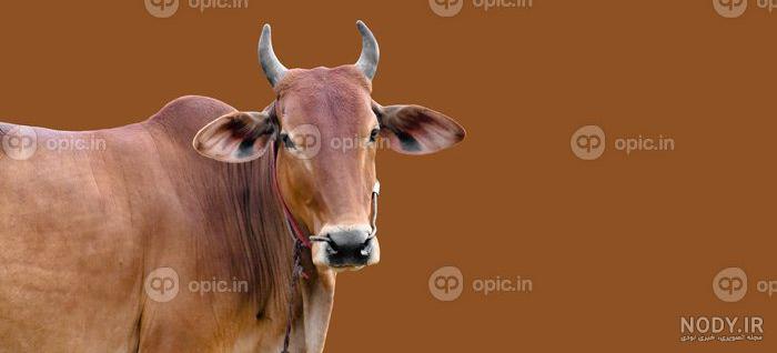 حکایت گاو نر ملا حکایت گاو نر ملا