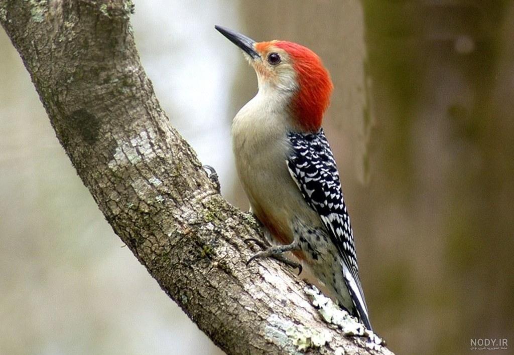 سبک زندگی دارکوب چگونه است؟ · جدید ۱۴۰۳ -❤️ گهر