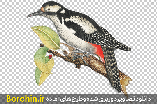 عکس از دارکوب - عکس نودی