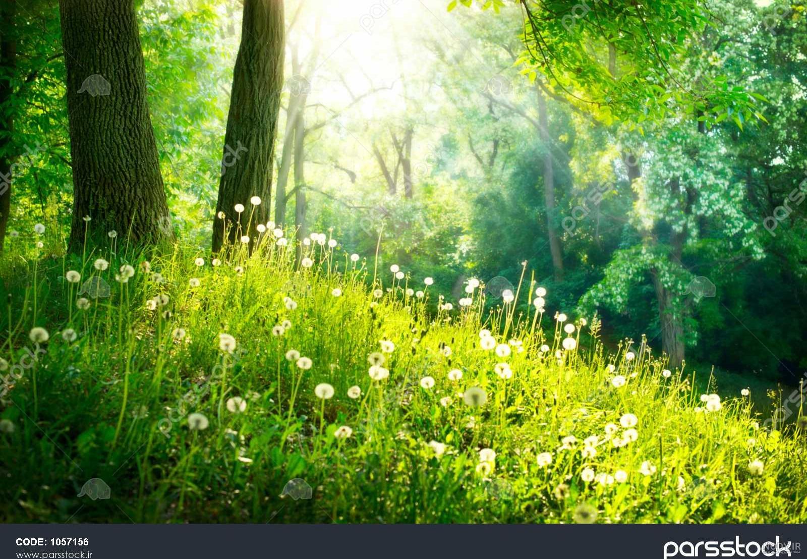 عکس و تصویر با کیفیت بالای طبیعت و جنگل و تصویر جنگل زیبا با درختانی با برگ  های زرد و قرمز و نارنجی و سبز مناسب جهت چاب و بنر - لایه