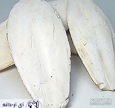 عکس ماهی مرکب خساک