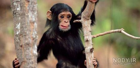 عکس میمون🐒دانلود 20 عکس میمون با کیفیت بالا