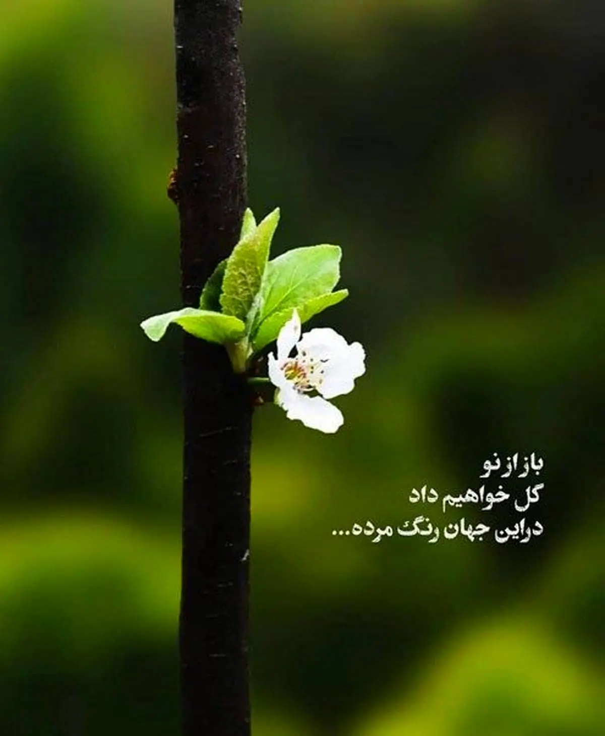عکس نوشته انگیزشی شاد عکس نوشته انگیزشی شاد