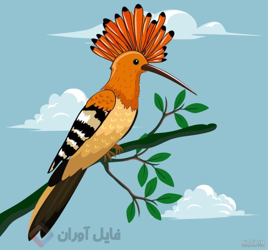 عکس پرندگان دارکوب با زمینه سفید – عکس با کیفیت و تصاویر استوک حرفه ای