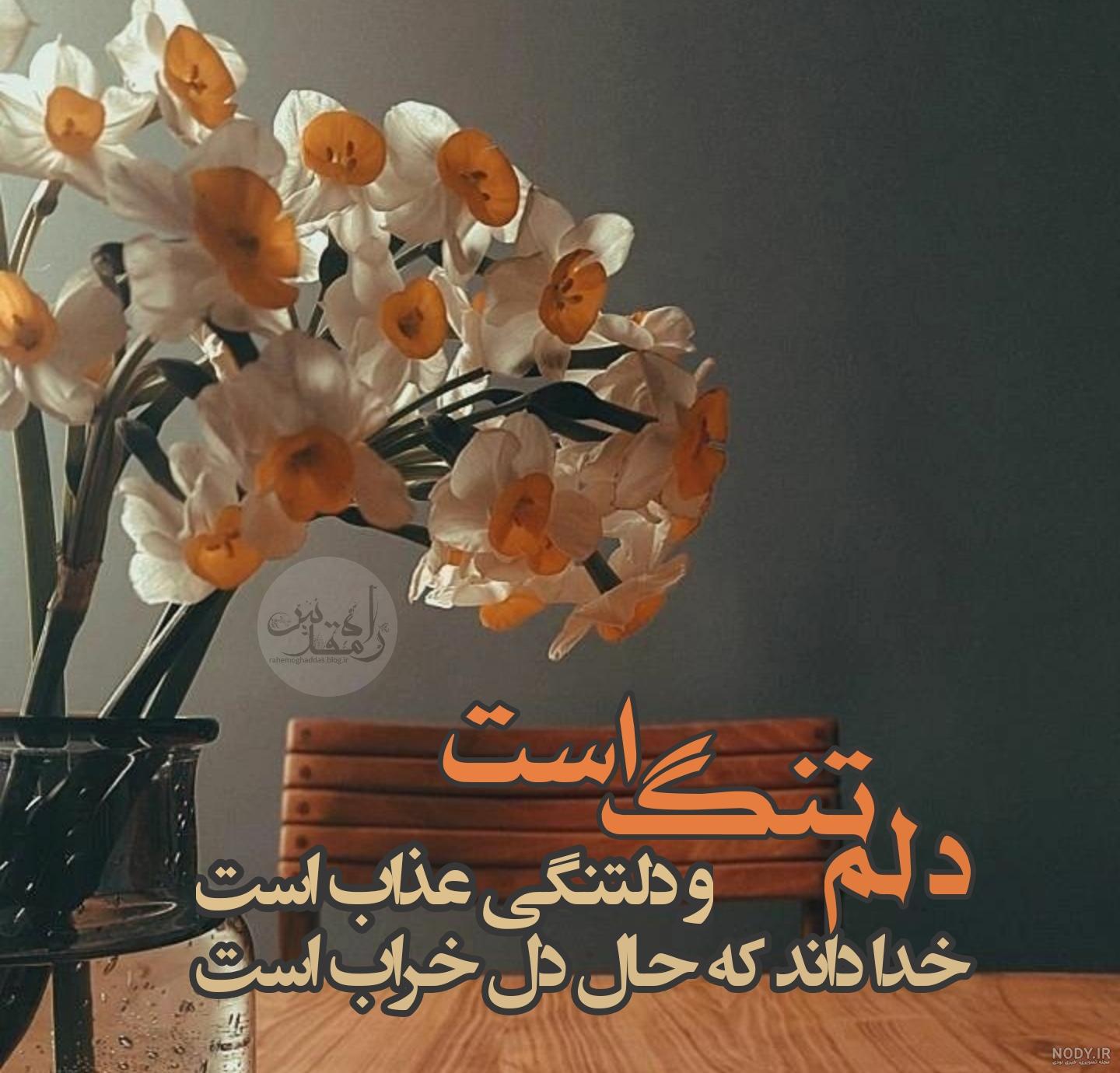 عکس پروفایل گل نرگس زیبا عکس پروفایل گل نرگس زیبا
