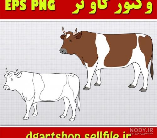 عکس گاو نر ایرانی عکس گاو نر ایرانی
