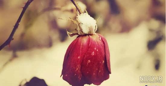 عکس گل پژمرده انواع گونه های مختلف گل عکس گل پژمرده انواع گونه های مختلف گل