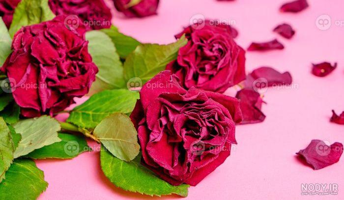 عکس گل پژمرده انواع گونه های مختلف گل عکس گل پژمرده انواع گونه های مختلف گل