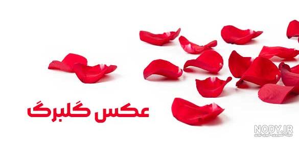 عکس گل پژمرده برای نقاشی عکس گل پژمرده برای نقاشی