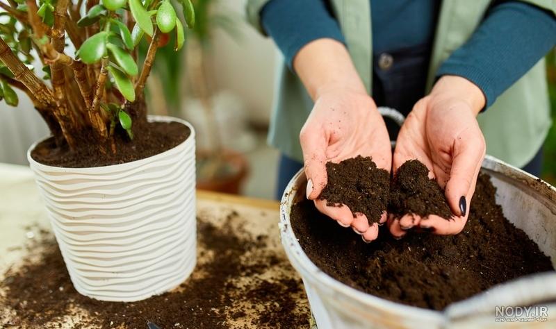 فروش عمده بسته بندی شده و فله خاک برگ LS1 Leafy soil - زنجیره تامین بهشت فروش عمده بسته بندی شده و فله خاک برگ LS1 Leafy soil - زنجیره تامین بهشت