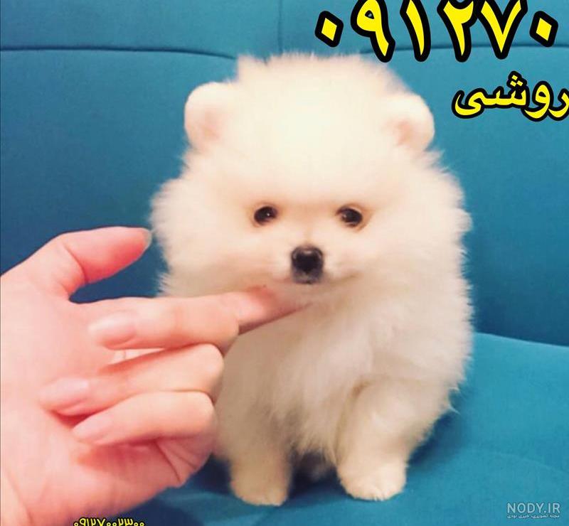 قیمت و خرید سگ پامرانین خرسی و روباهی Pomeranian