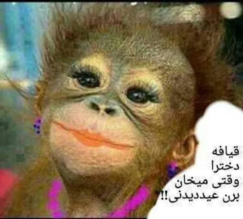مراسم باشکوه ازدواج دو میمون بامزه با لباس عروس و کت وشلوار در باغ وحش تهران