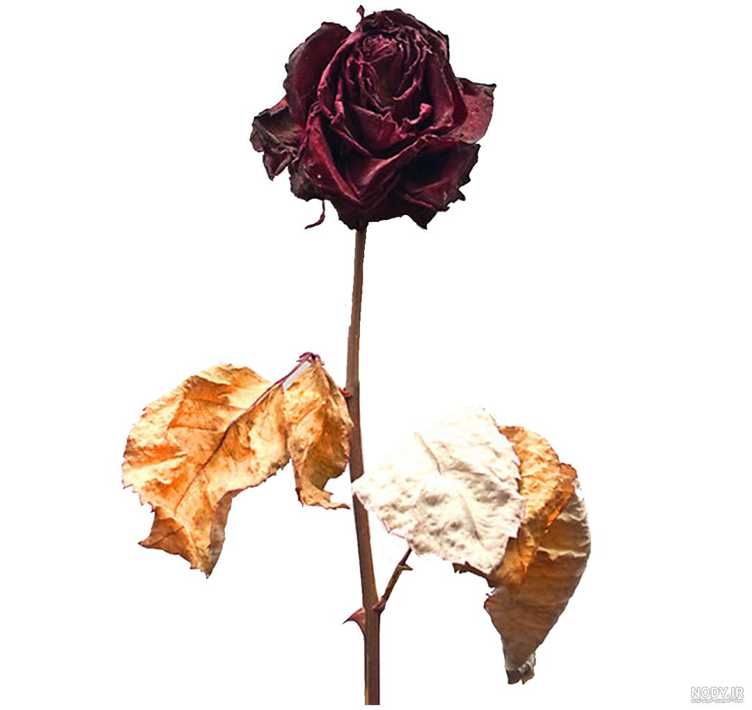 نقاشی گل : 50 طرح گل برای رنگ آمیزی کودکان نقاشی گل : 50 طرح گل برای رنگ آمیزی کودکان