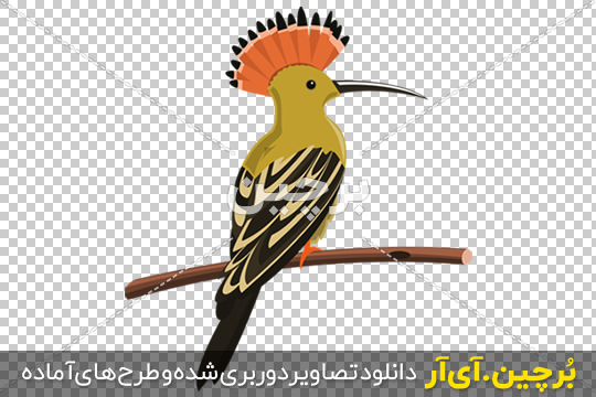 وکتور لایه باز طرح کارتونی حرف w انگلیسی و پرنده دارکوب
