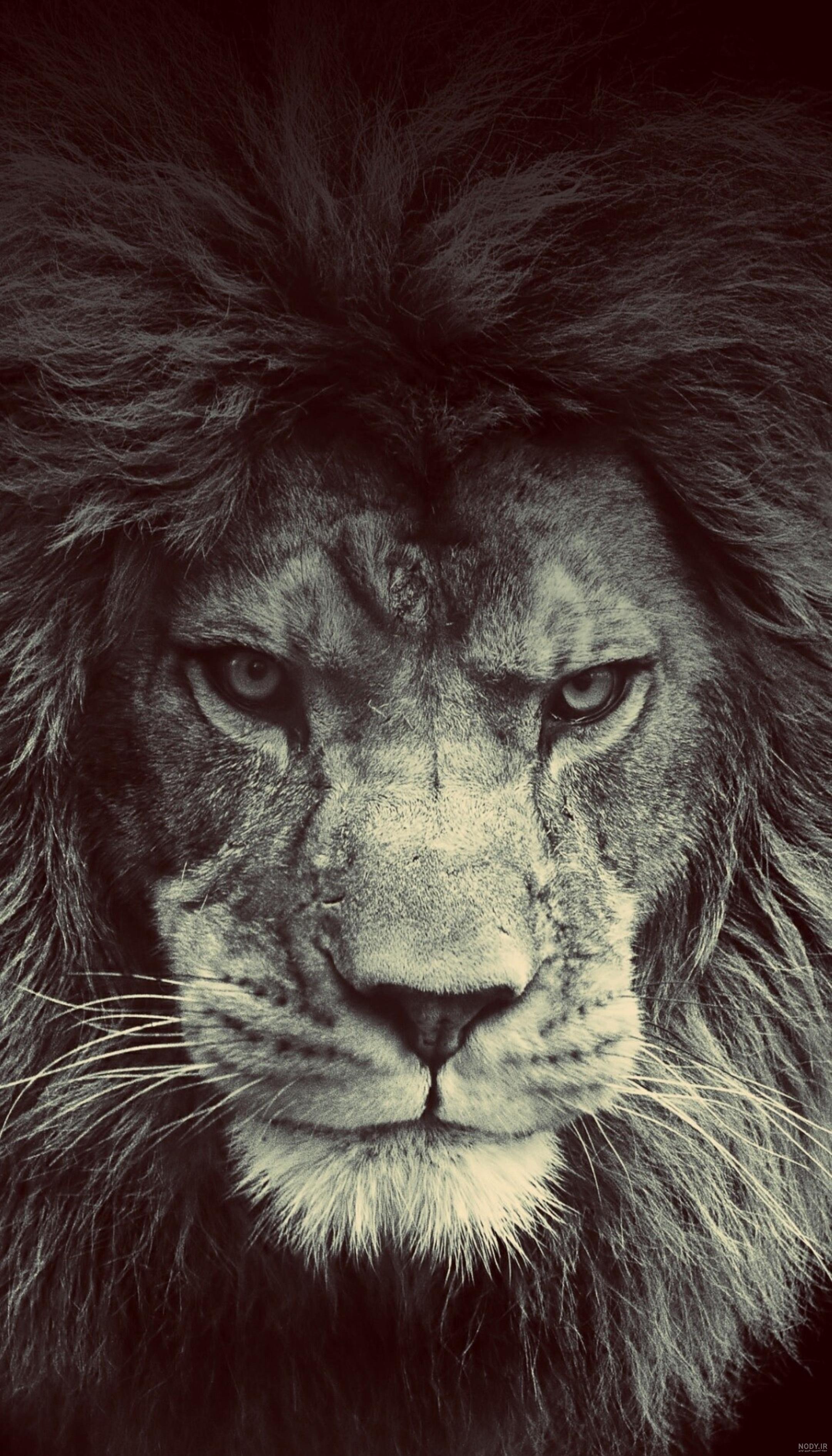 پس زمینه شیر