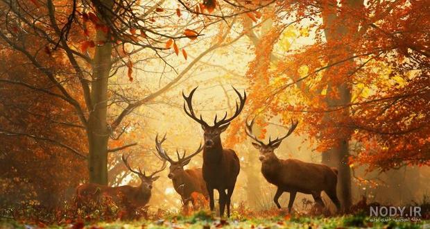 گالری عکس زیبای آهو و گوزن