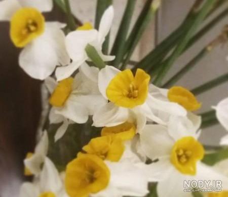گالری عکس گل نرگس گالری عکس گل نرگس