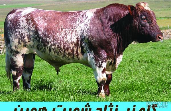 گاو نر اصیل نژاد هلشتاین گاو نر اصیل نژاد هلشتاین