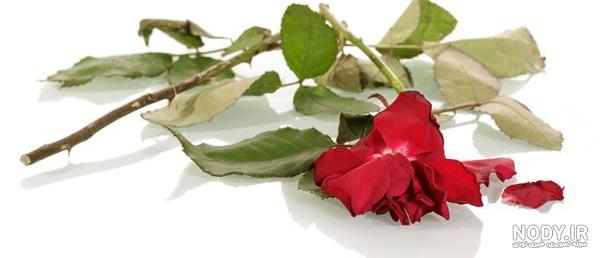 ۳۰ عکس نقاشی گل ساده و زیبا از جدیدترین و آسان ترین طرح ها ۲۰۲۳ ۳۰ عکس نقاشی گل ساده و زیبا از جدیدترین و آسان ترین طرح ها ۲۰۲۳